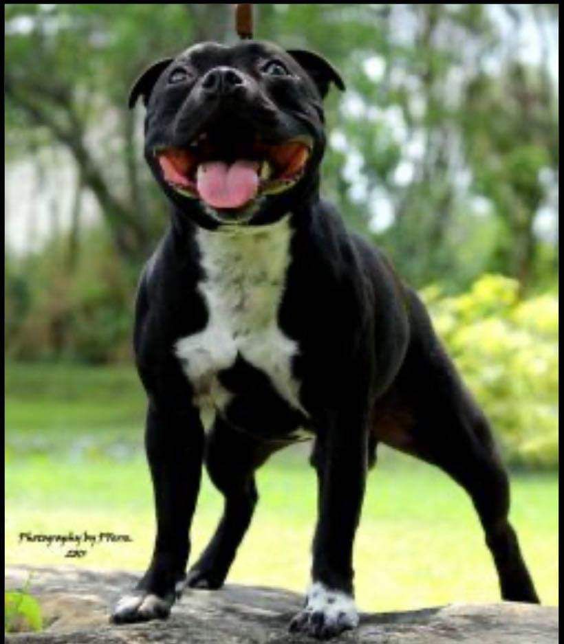 JOKER COMES BACK Diabelski Usmiech | Staffordshire Bull Terrier 