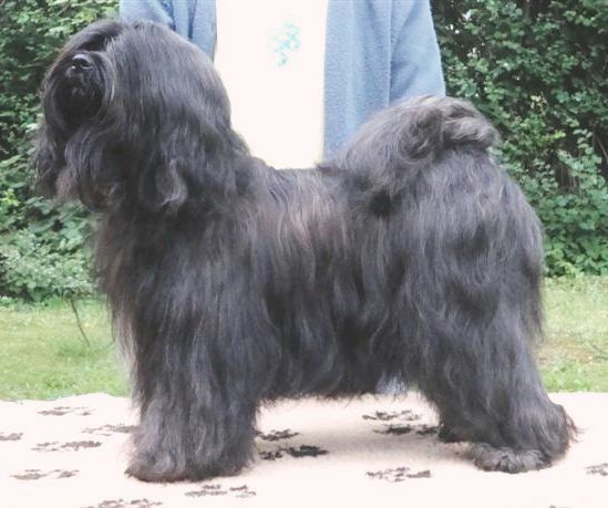 WANGTHANG PASHMINA | Tibetan Terrier 