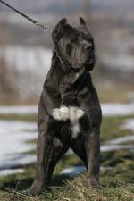 Emre | Cane Corso 