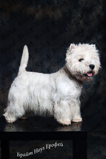 Brait Nouz Erofey | West Highland White Terrier 