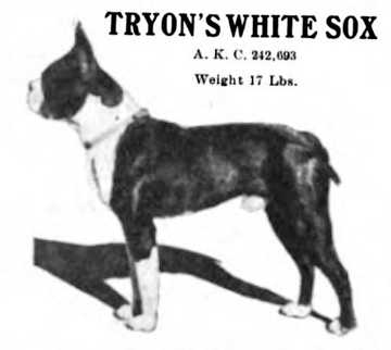 Tryon's White Sox (242693 vXXXV) | Boston Terrier 