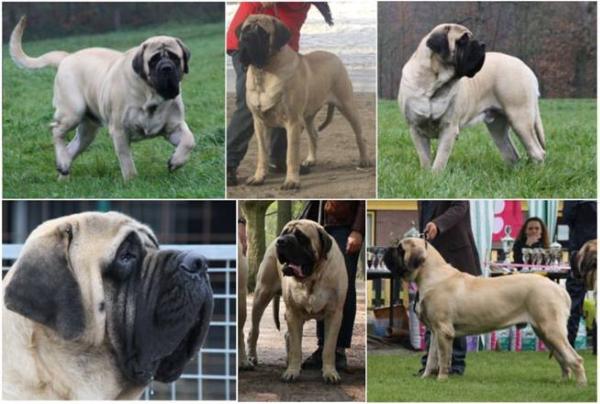 Ionesco Du Domaine De Straz | Mastiff 