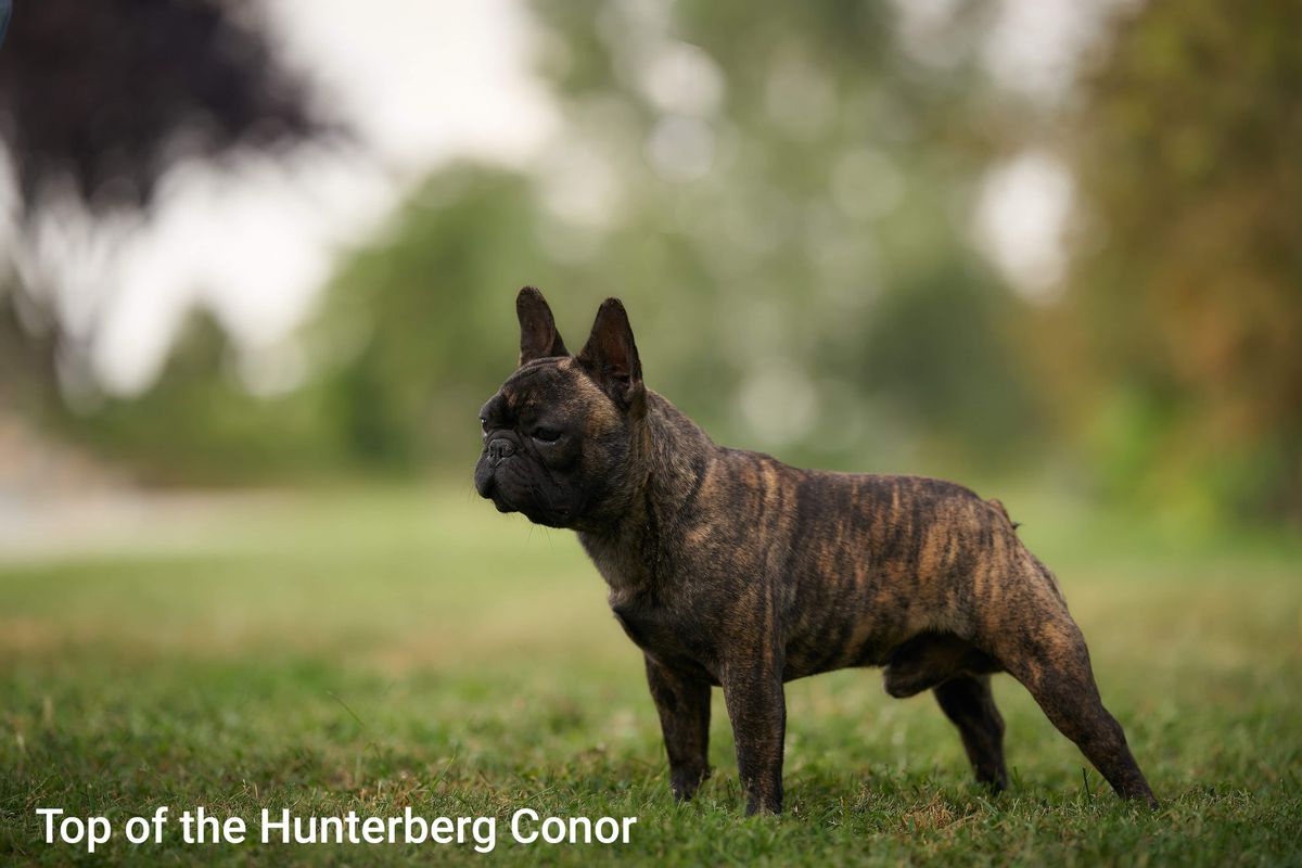 Top Of The Hunterberg Conor | French Bulldog 