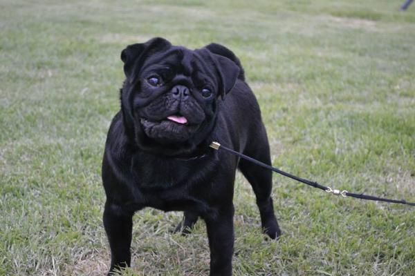 Velanav's Anibal Barca | Pug 