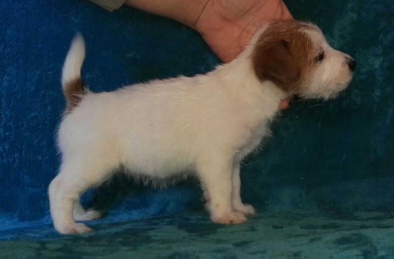 ROYAL DI SAN RUFFINO JACK ONDA | Jack Russell Terrier 