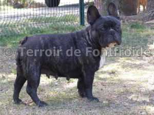 THEODORA DU TERROIR DE FONTFROIDE | French Bulldog 