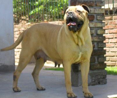 Chiara de Fadabrava | Bullmastiff 