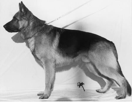 Avecos Ami | German Shepherd Dog 