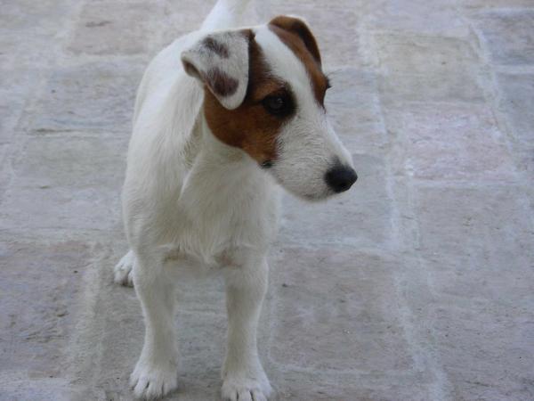 Pepsi Cola Del Cavaliere Nero | Jack Russell Terrier 