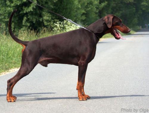 Kontessina Keks | Brown Doberman Pinscher