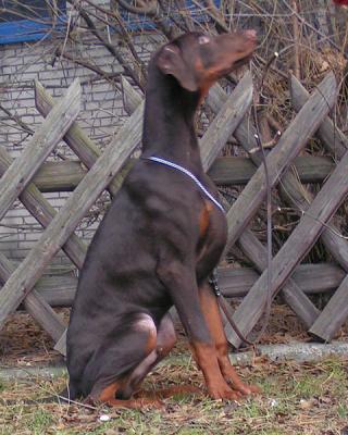 Kontessina Kafka | Brown Doberman Pinscher