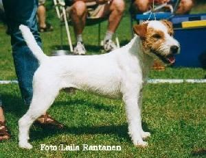 Rednock Shaggy | Parson Russell Terrier 