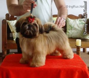 PEPPER´S HEAVEN SEND | Shih Tzu 