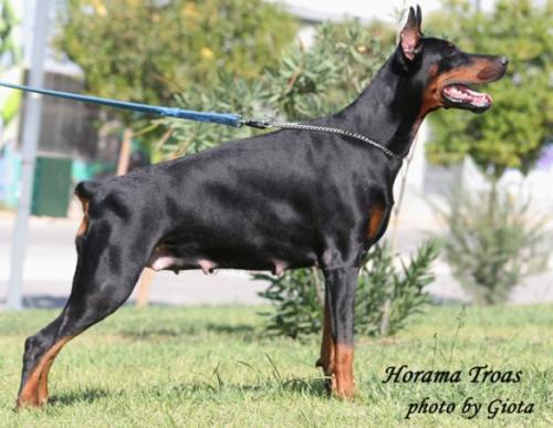 Horama Troas | Black Doberman Pinscher