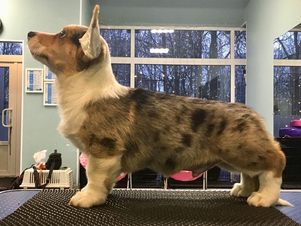 Ermalai iz Zvetnika | Cardigan Welsh Corgi 