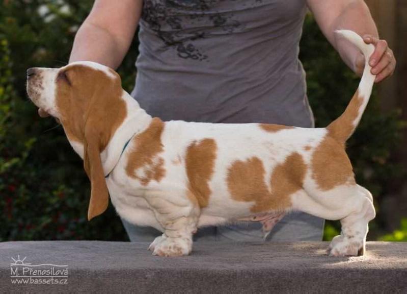 William Lady Barnett's | Basset Hound 