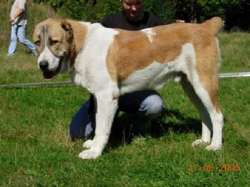 Omzamak iz Vecaki | Central Asian Shepherd Dog 