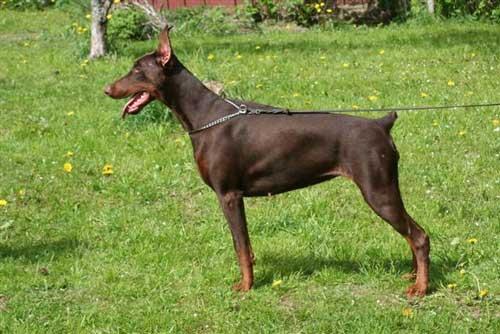 Casa Di Oro Optimistic Hope | Brown Doberman Pinscher