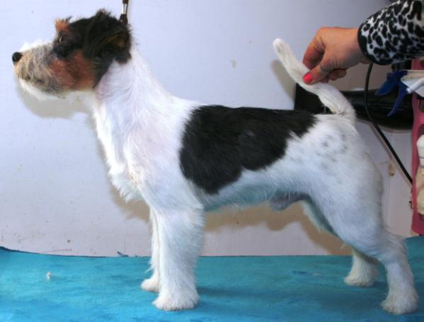 Royal di san ruffino jack big black | Jack Russell Terrier 