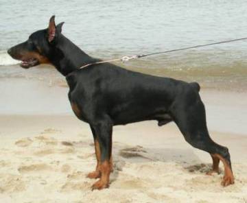 Rossiiskiy Kolorit Max Maximus | Black Doberman Pinscher