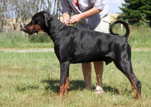 Go On Forever Brilliant Boss | Black Doberman Pinscher