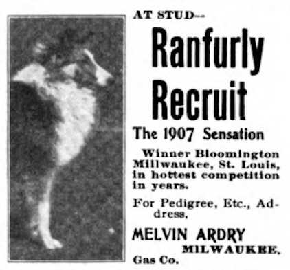 Ranfurly Recruit | Rough Collie 