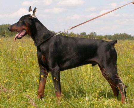 Modus Ost Turbo Turman | Black Doberman Pinscher