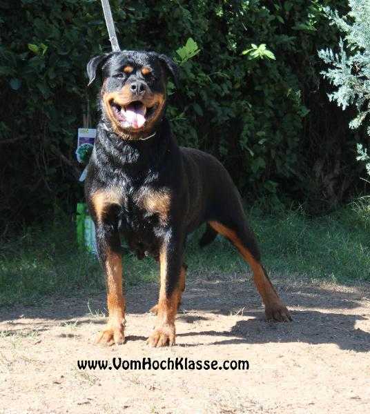 Briza Vom Blumer | Rottweiler 