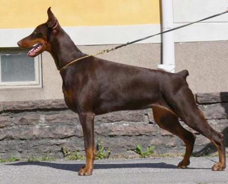 Modus Ost Tau Taormina | Brown Doberman Pinscher