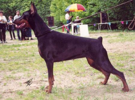 Modus Ost Covinar Cilla | Black Doberman Pinscher