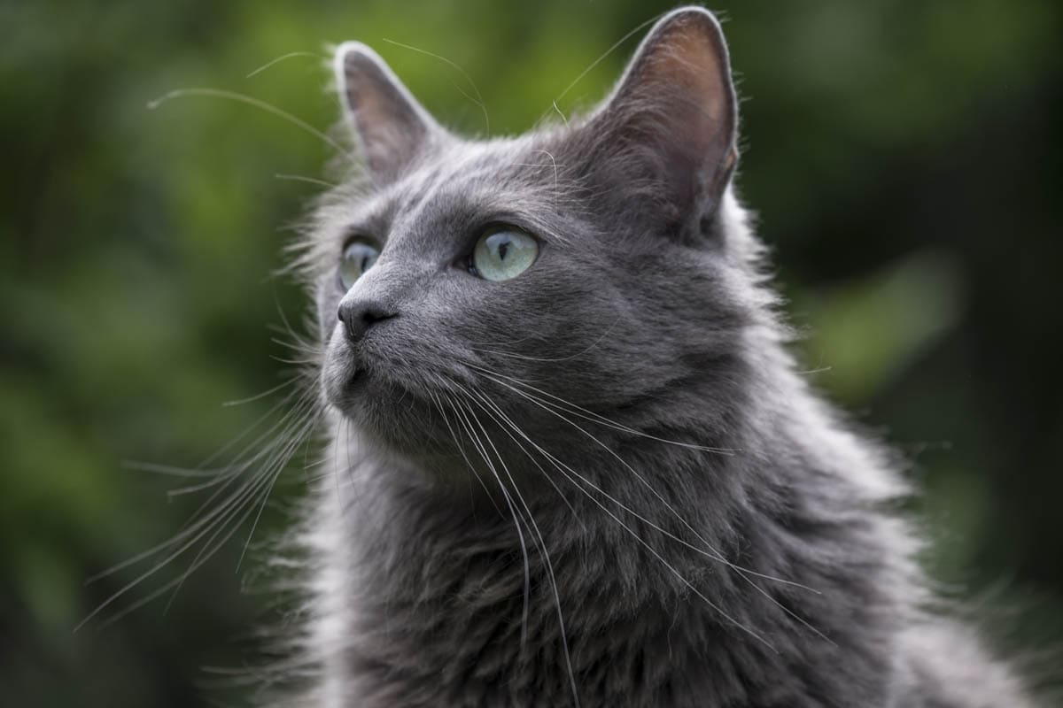 Nebelung