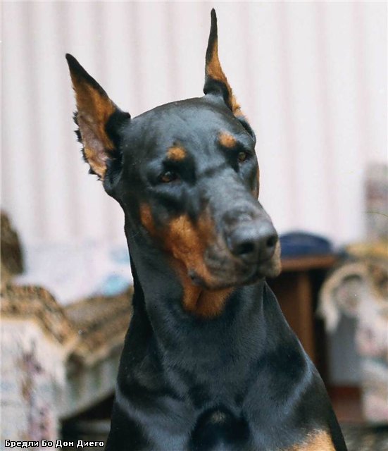 Bredli Bo Don Diego | Black Doberman Pinscher