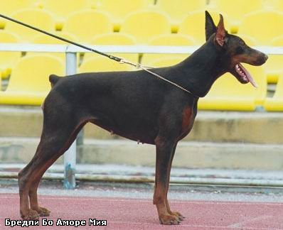 Bredli Bo Amore Mia | Brown Doberman Pinscher