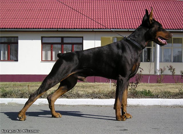 Bredli Bo Absolut | Black Doberman Pinscher