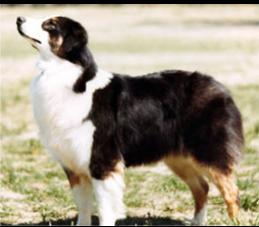 Briarbrooks Oh Suzannah | Australian Shepherd 