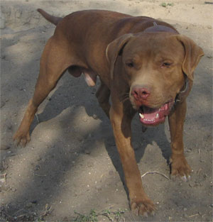 SOUTHERN KENNELS MR CHOCOLATE | American Pit Bull Terrier 