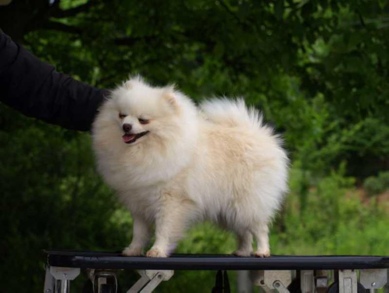 Crystal Fox Ann G | German Spitz 