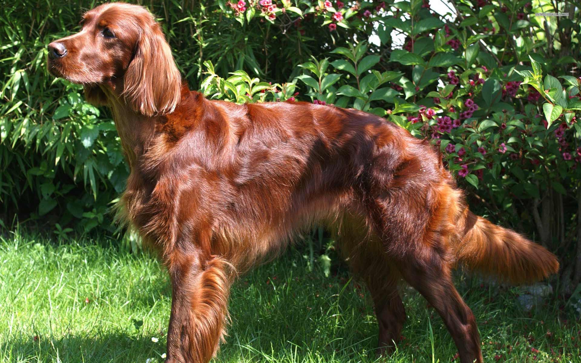 Irish Setter