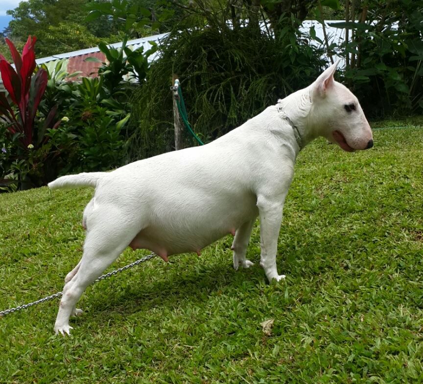 Kivu(kibani) | Bull Terrier 