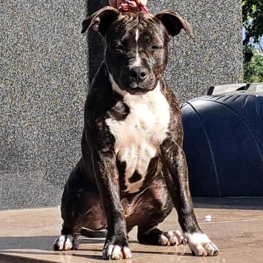 Unique Blood Cassiopeia | American Staffordshire Terrier 