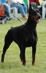 Uranie de la Lumière de Brégancon | Black Doberman Pinscher