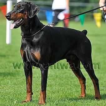 Brando Junior de la Lumière de Brégancon | Black Doberman Pinscher