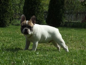 ALCSILIGETI TEQUILA | French Bulldog 