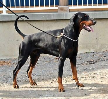 Mezzrow's Miller | Black Doberman Pinscher