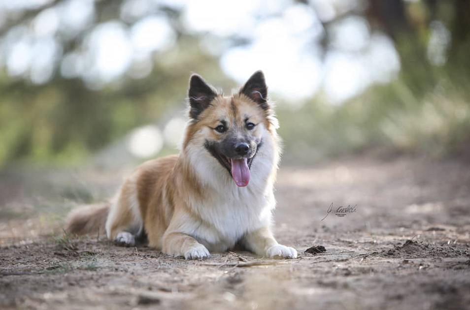 Jobba aus Vinkona | Icelandic Sheepdog 