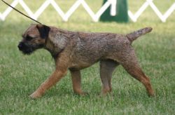Meadowlake Backwoods Shandy | Border Terrier 