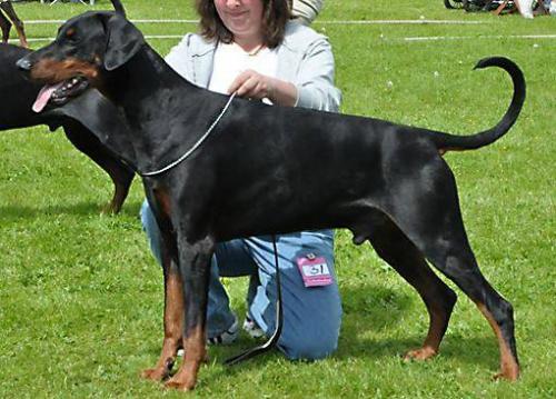 Mezzrow's Mythos | Black Doberman Pinscher