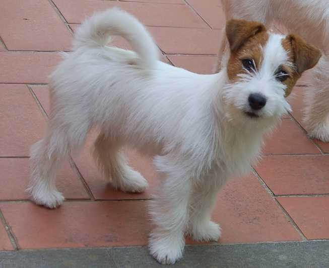 Hermione della Repubblica Pisana | Jack Russell Terrier 