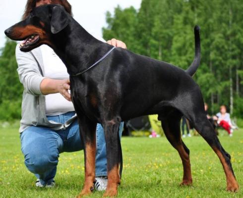 Mezzrow's Morton | Black Doberman Pinscher