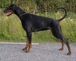 Mezzrow's Makenna | Black Doberman Pinscher